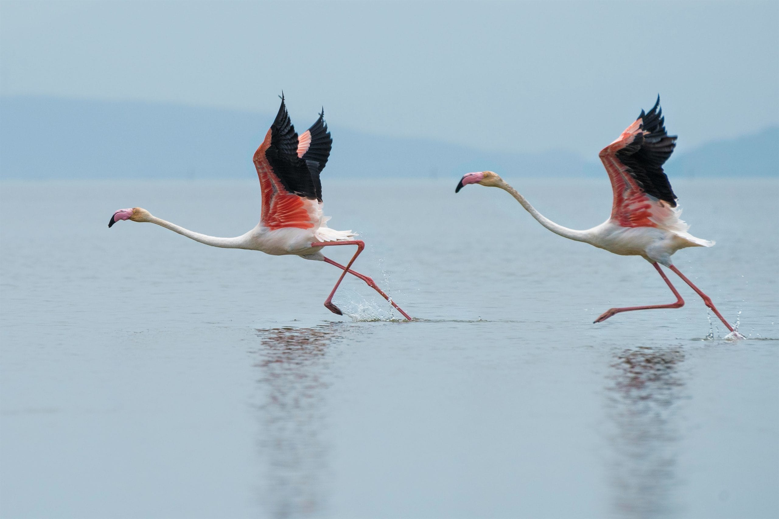 Disney Flamingo Names