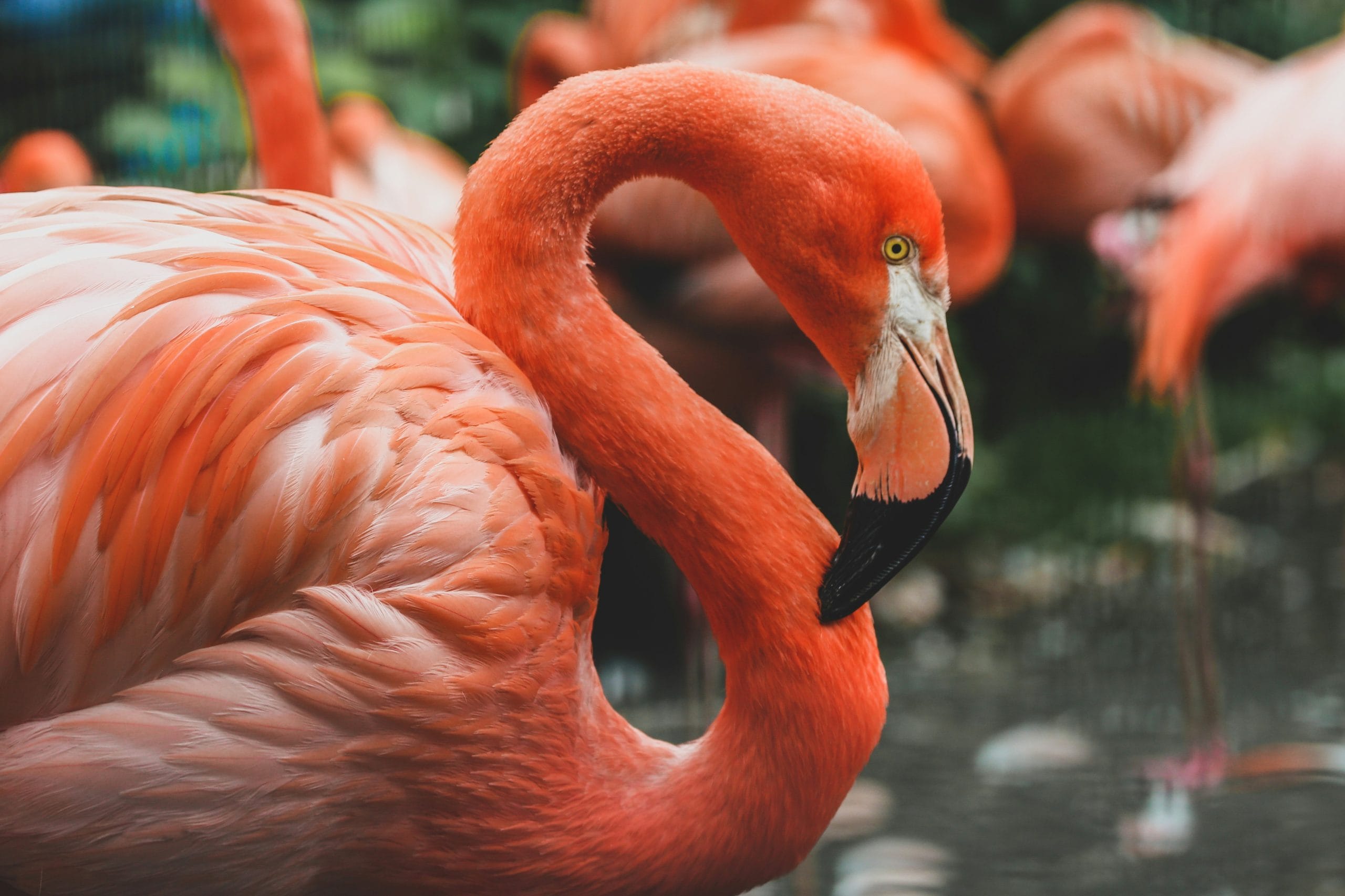 Cool Flamingo Names