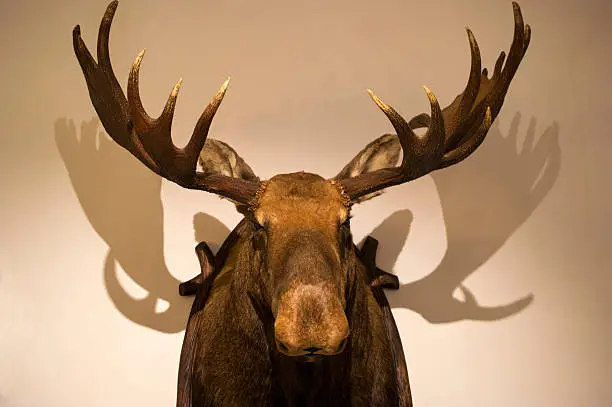 Moose Names
