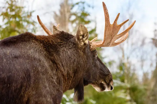 Cool Moose Names