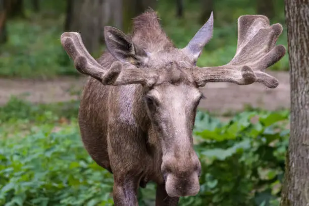 Male Moose Names