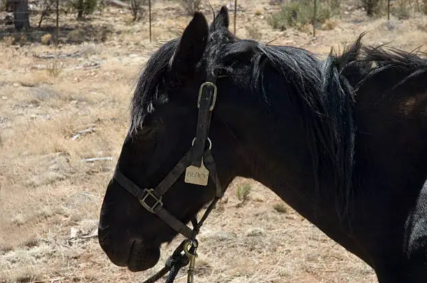 Horse Private Story Names