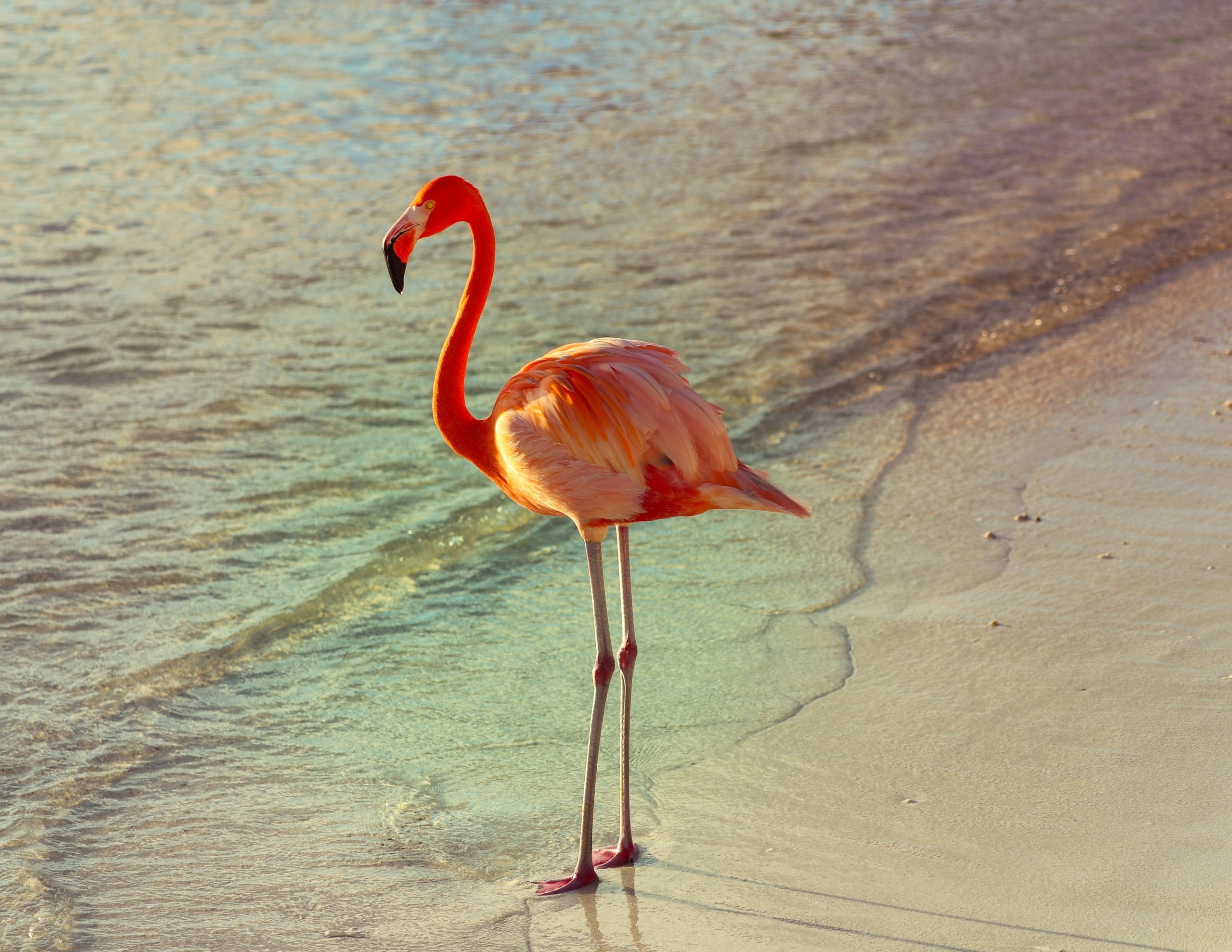 Male Flamingo Names
