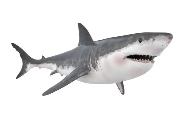 Cool Shark Names
