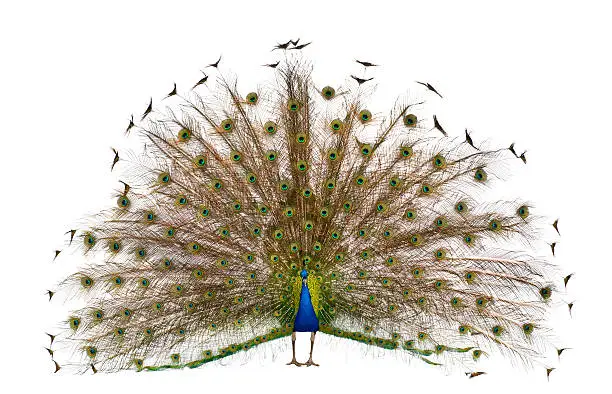 Baby Peacock Names