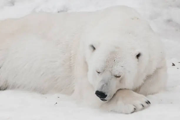 Polar Bear Names