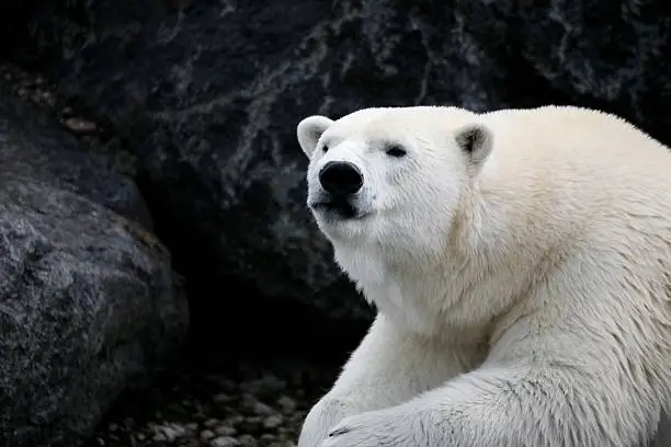 Cool&nbsp;Polar Bear Names