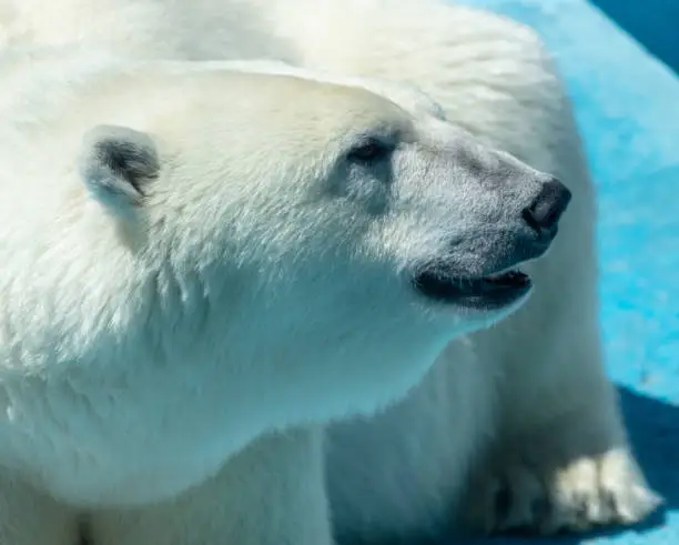 Cute Polar Bear Names