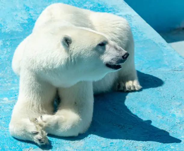 White Bear Names