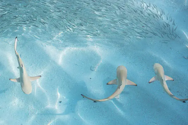 Famous Shark Names