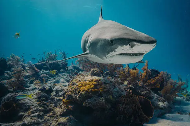 Cute Shark Names