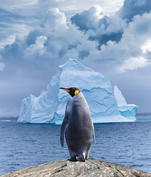 Penguin Names That Start With P