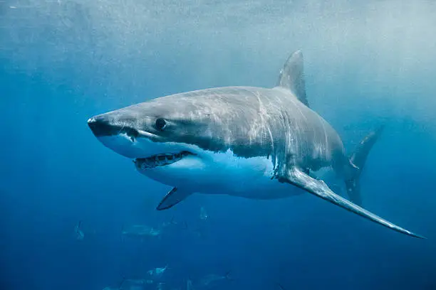 Shark Names